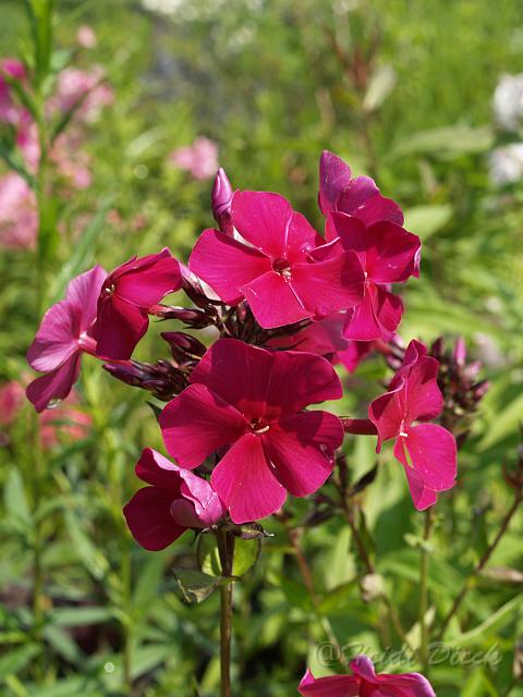 Phlox Othello.JPG